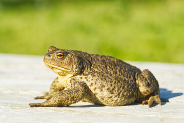 Common Toad sitting on old wooden table, Bufo Bufo close-up.