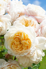 Beautiful white roses, summer blooming flower in the garden, english rose shrub.