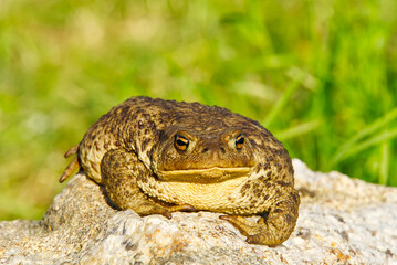 Common Toad sitting on granit stone, Bufo Bufo close-up.