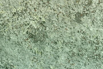 vintage vintage moss on wall texture - pretty abstract photo background