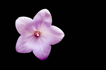 A beautiful "Balloon Bell" flower in closeup, shot from above and isolated against a black background. Colors enhanced.