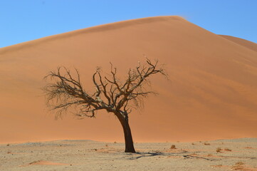 The red sand dunes of Sossusvlei in the Namib Desert, Namibia