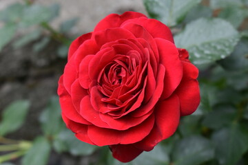 red rose on a green background