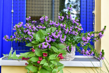 Fairy fan flowers with asarin in a pot on a window sill with a safety net in the background in our backyard.