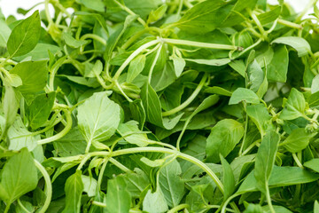 Chinese spice with fresh Herba schizonepeta