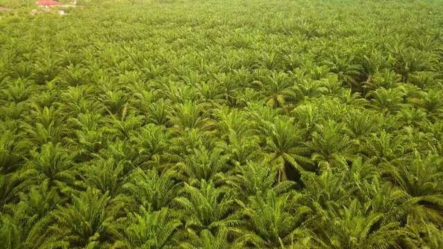 Aerial view of Palm Trees  Port Dickson Malaysia
