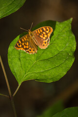orange butterfly on a leave in a forest