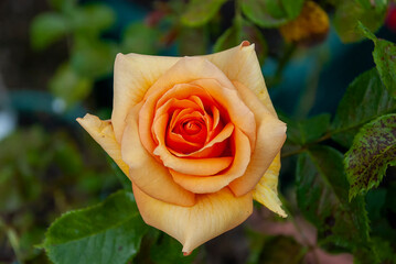 Yellow roses in a garden on a summers day