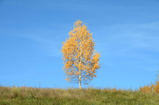a lone yellow autumn tree against a blue sky