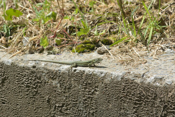 Lézard vert se chauffant au soleil .