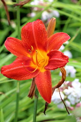 Garden flowers lily close-up of different colors