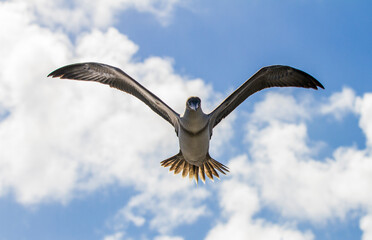 Blue footed booby in flight