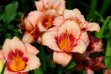 Garden flowers lily close-up of different colors