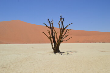 The red sand dunes of the Namib Desert around Sossusvlei, Namibia