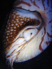 Nautilus