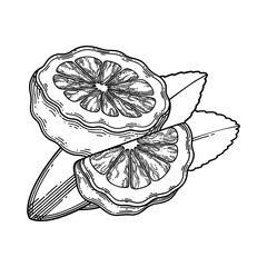 Graphic sliced bergamot fruits and leaves. Vector botanical design