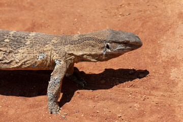 rock monitor lizard
