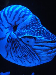 Nautilus