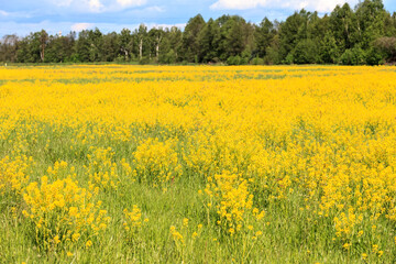Fototapeta premium spring landscape of rape in full bloom,rapeseed flowers were yellowing the fields