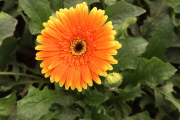 orange dahlia 