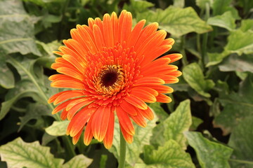 orange dahlia flower