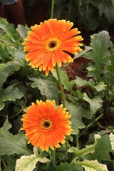 orange dahlia flower