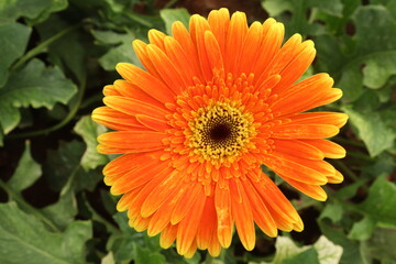 orange dahlia flower