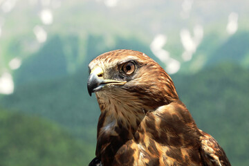 Mountain eagle in the Caucasus in the wild