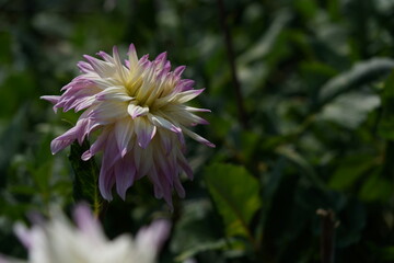 Faint Pink Flower of Dahlia in Full Bloom
