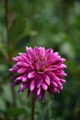 Obraz premium Light Purple Flower of Dahlia in Full Bloom 