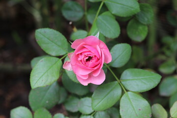 Pink lonely rose in the garden, nature, garden, love, beauty, plant, petals, blossom, romance, summer, floral