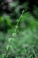 plants