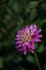 Light Purple Flower of Dahlia in Full Bloom
