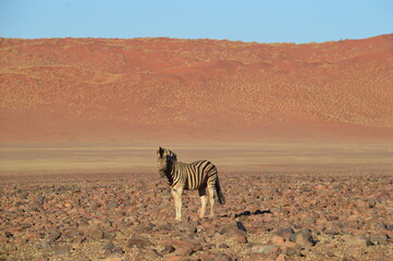 Obraz premium A herd of African Zebras with their foals in Etosha National Park, Namibia