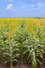 Sorghum cultivation for biomass production