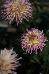 Light Purple Flower of Dahlia in Full Bloom
