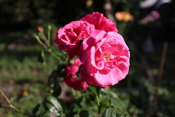 pink rose in the garden