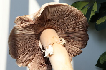 close-up mushroom image
