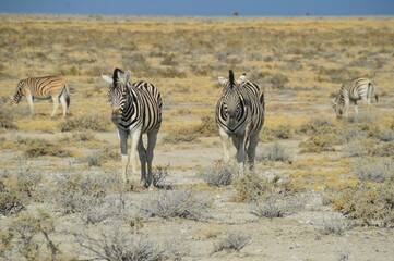 Obraz na płótnie Canvas A herd of African Zebras with their foals in Etosha National Park, Namibia