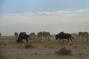 Fototapeta premium A herd of African Zebras with their foals in Etosha National Park, Namibia