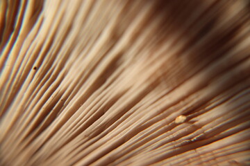 close-up mushroom image
