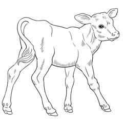 Hand drawn vector of calf isolated on white background for coloring page. Black and white  stock illustration of baby cow for coloring book.