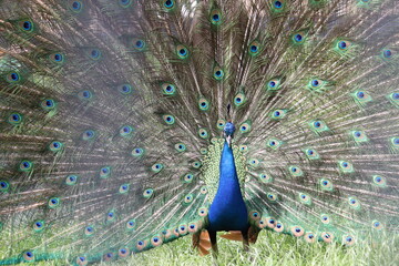Obraz premium peacock with feathers out
