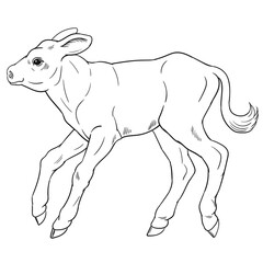 Hand drawn vector of calf isolated on white background for coloring page. Black and white  stock illustration of baby cow for coloring book.