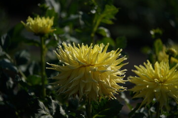 Yellow Flower of Dahlia in Full Bloom
