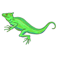 Hand drawn vector of basilisk isolated on white background. Stock illustration of colorful lizard.