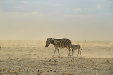 Fototapeta na wymiar A herd of African Zebras with their foals in Etosha National Park, Namibia