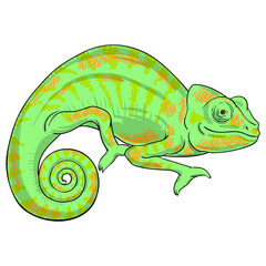 Hand drawn vector of chameleon isolated on white background. Stock illustration of colorful lizard. © Viktoria