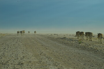 A herd of African Zebras with their foals in Etosha National Park, Namibia