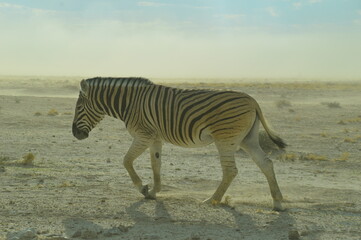 Fototapeta na wymiar A herd of African Zebras with their foals in Etosha National Park, Namibia